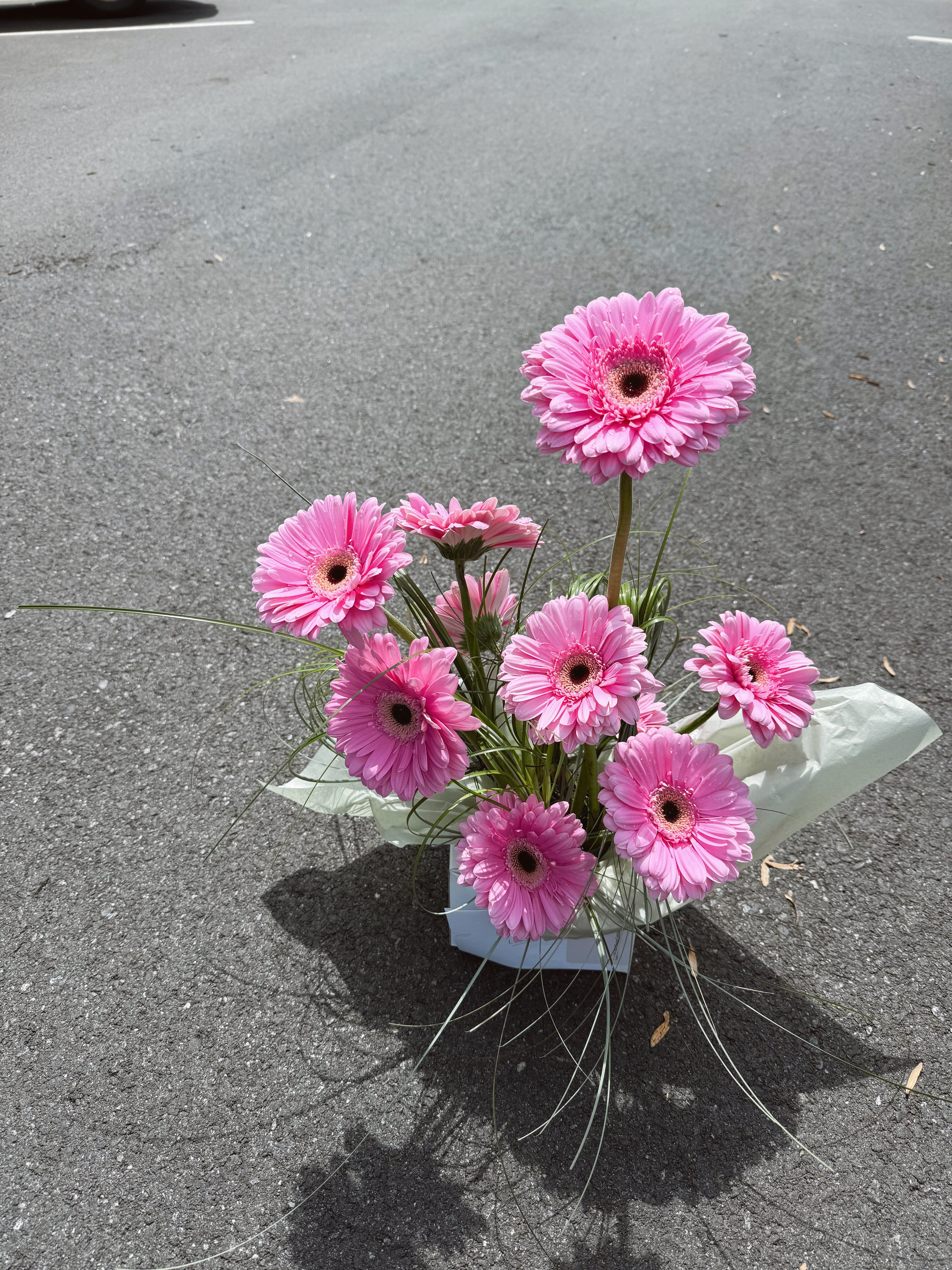 The Gerberas