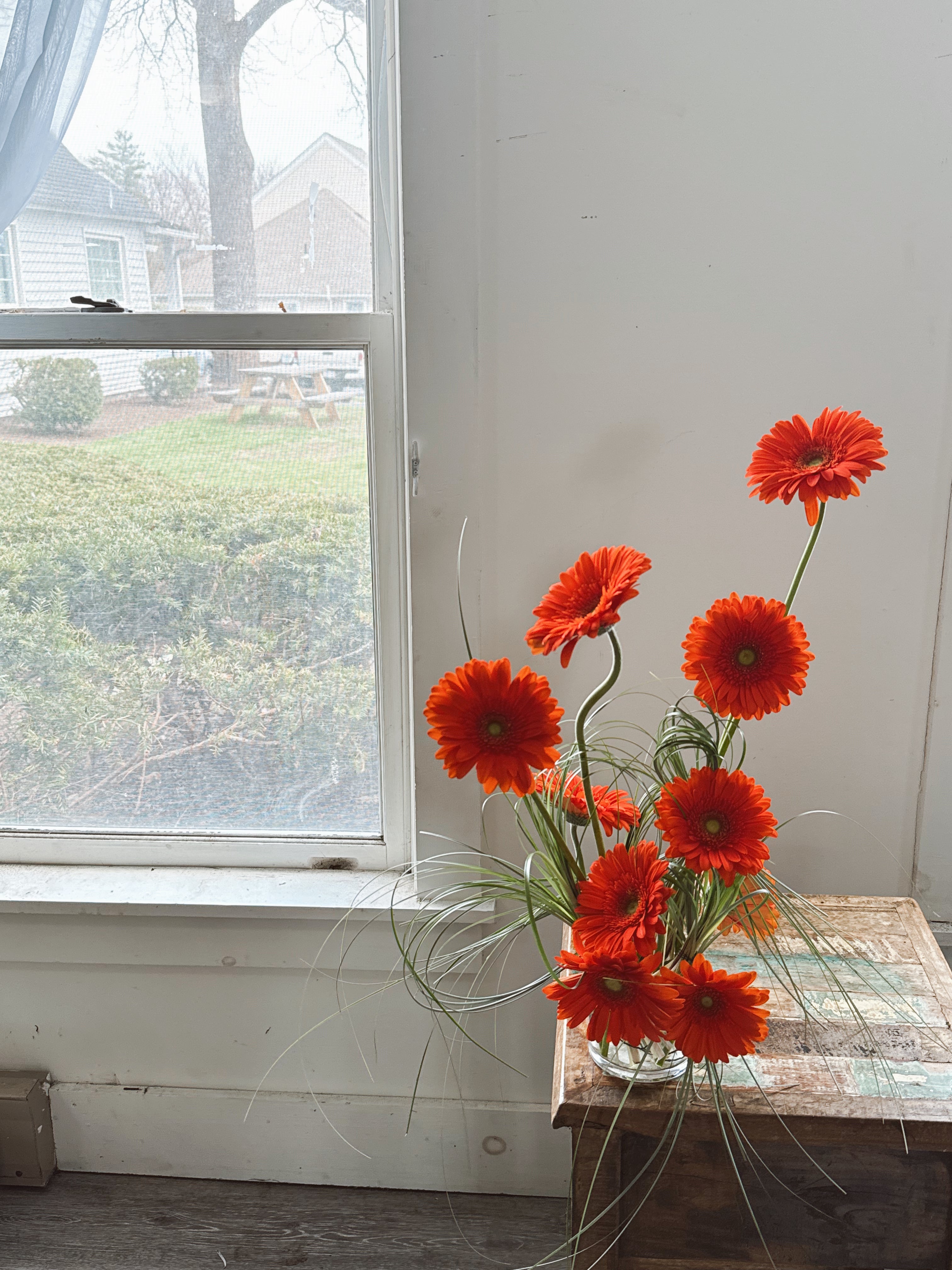 The Gerberas