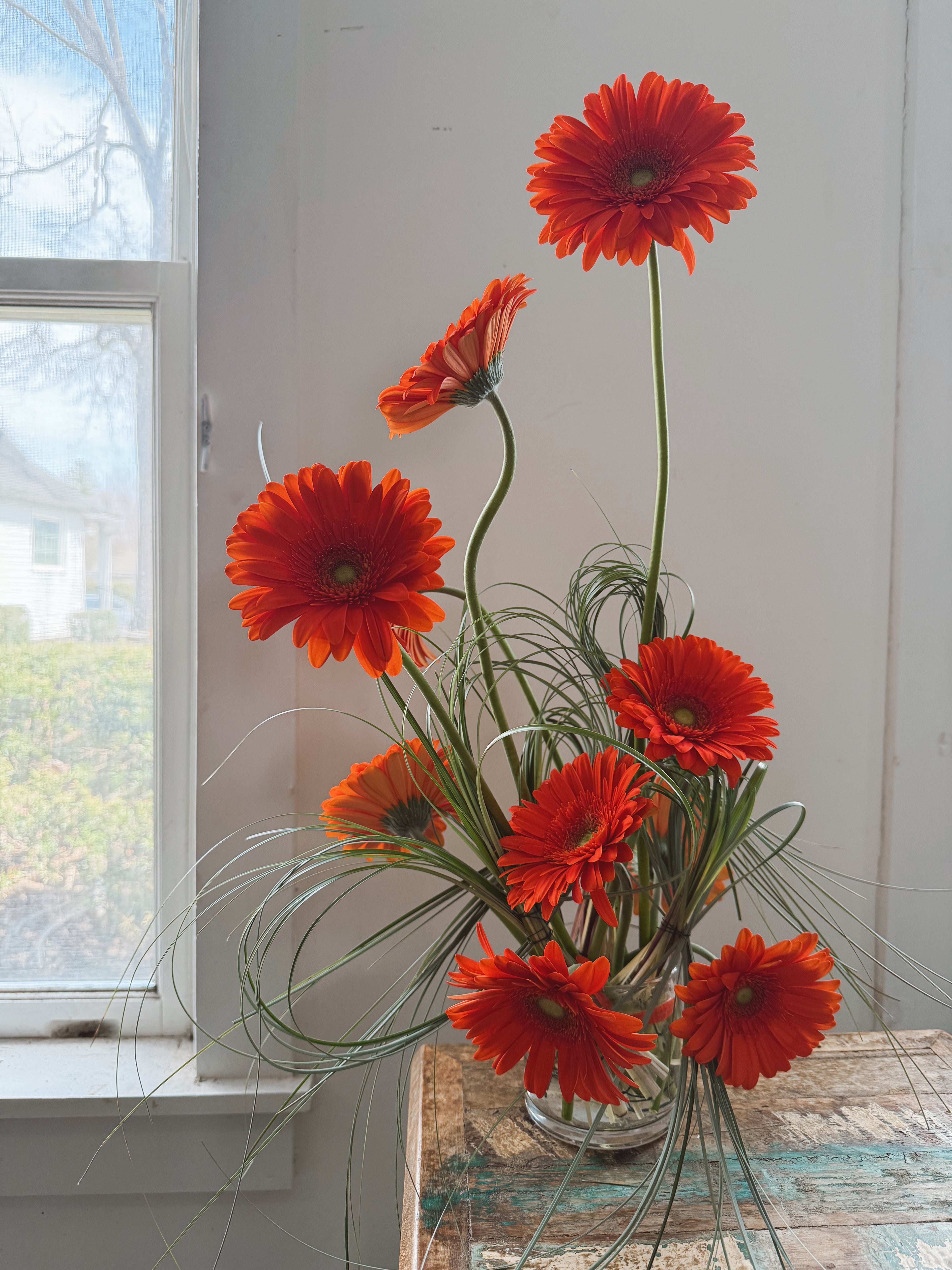The Gerberas